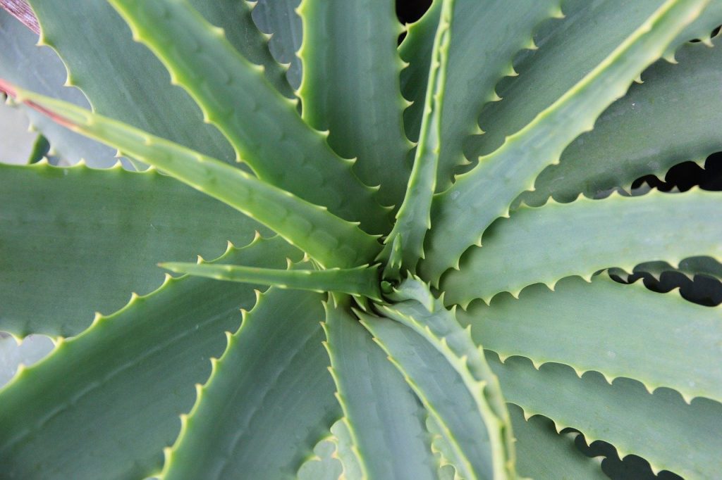 aloe vera uses