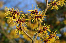 Witch Hazel Uses